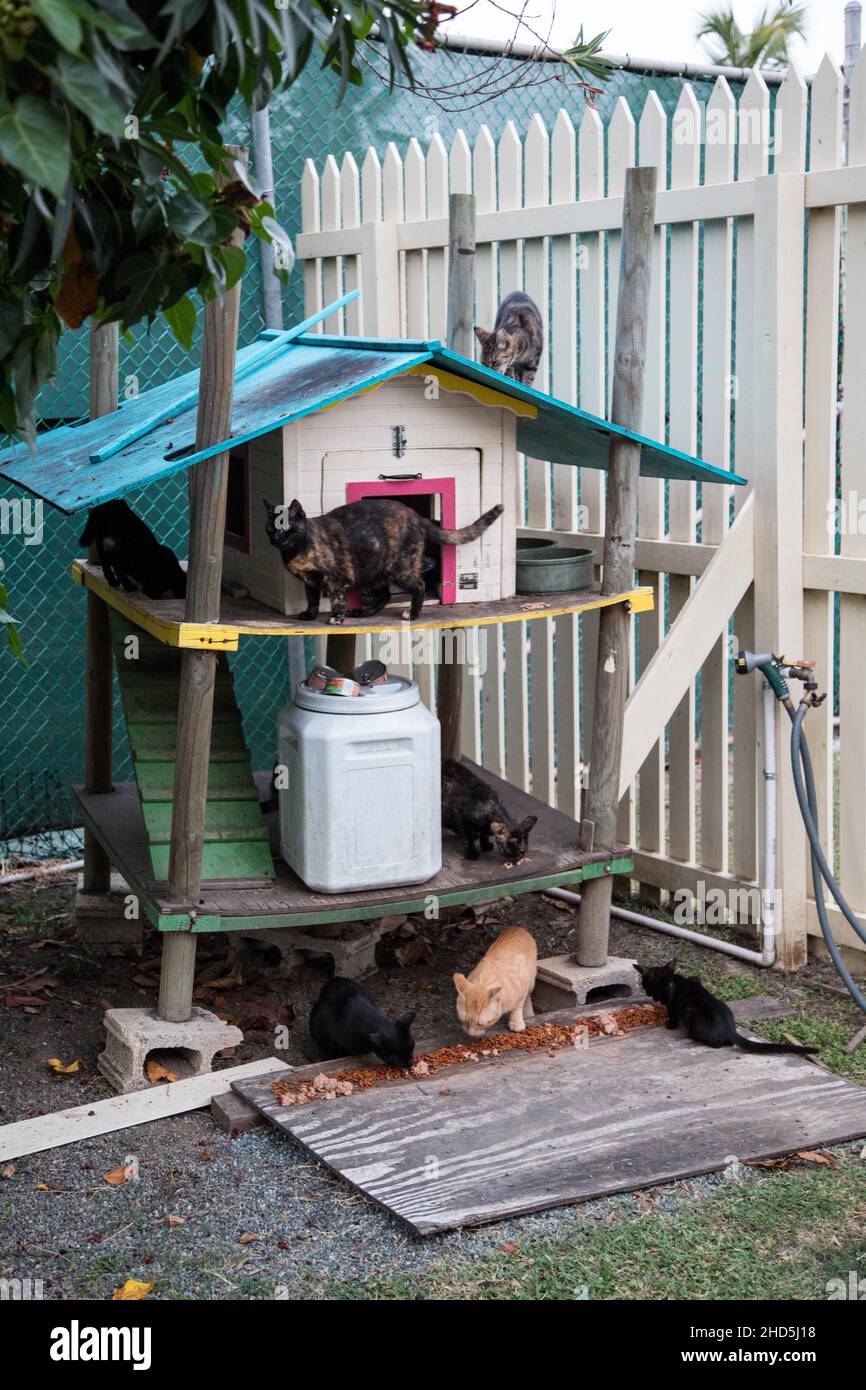 Feral Cat Colony Stock Photo - Alamy