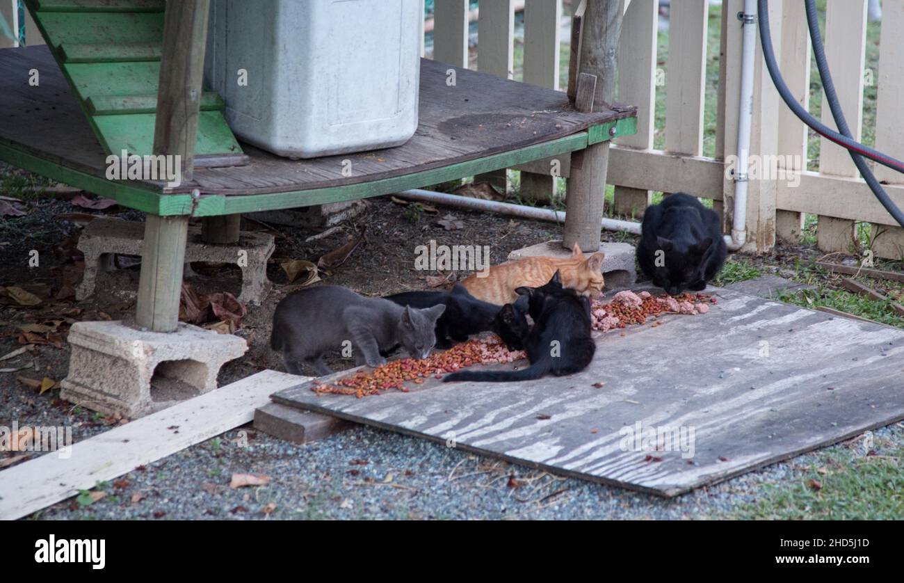 Feral Cat Colony Stock Photo - Alamy