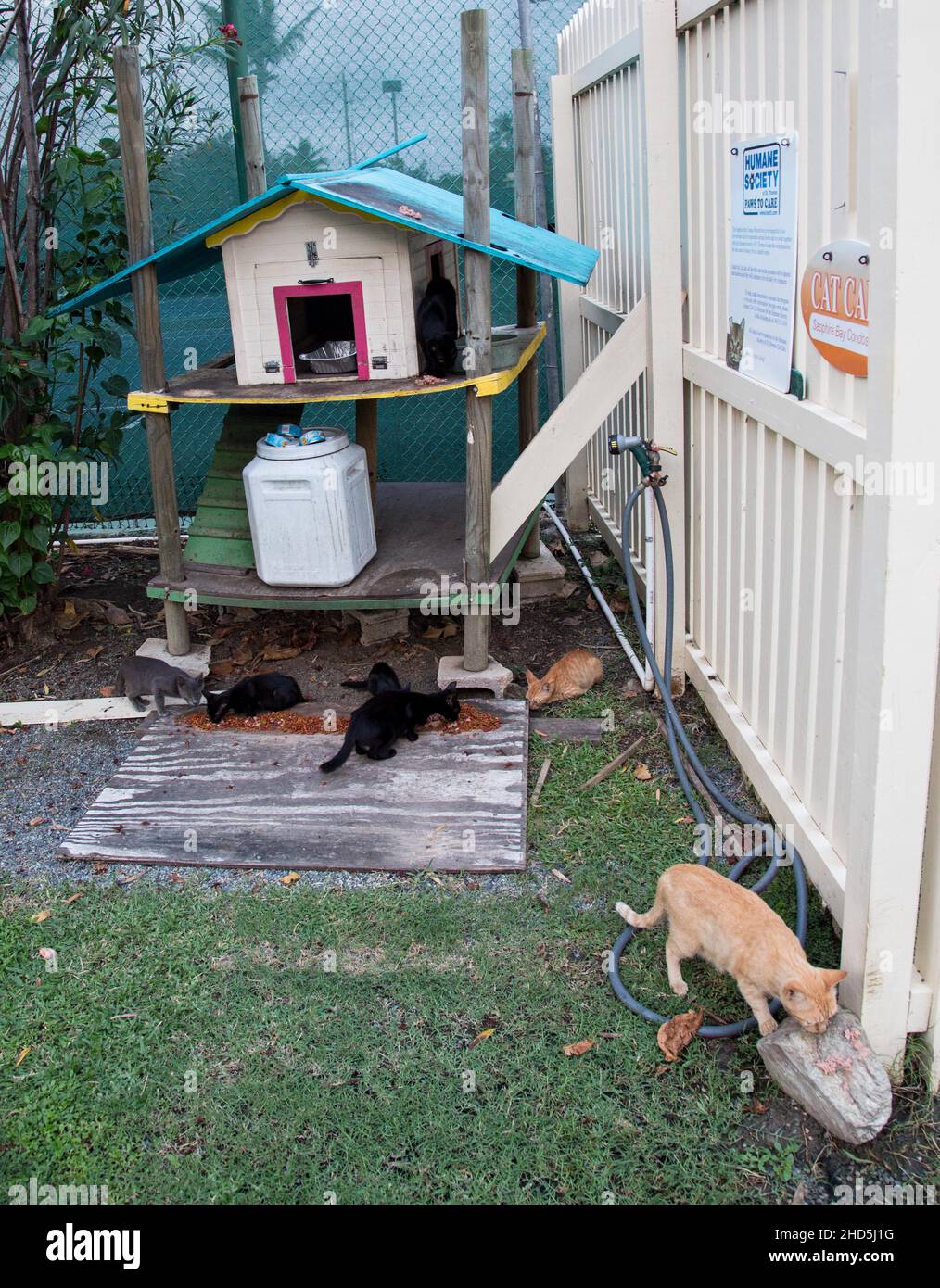 Feral Cat Colony Stock Photo - Alamy