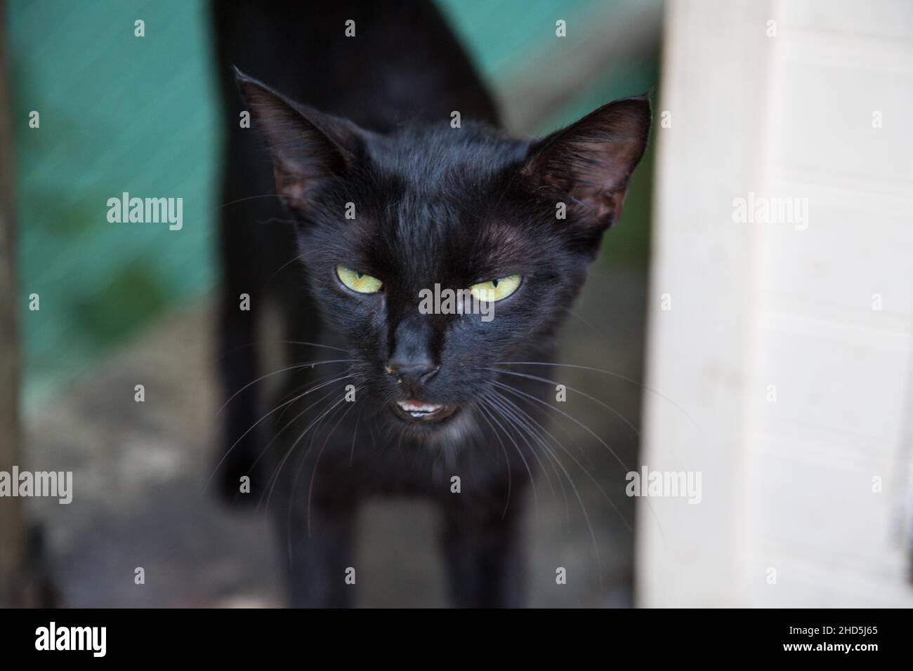 Feral Cat Colony Stock Photo - Alamy