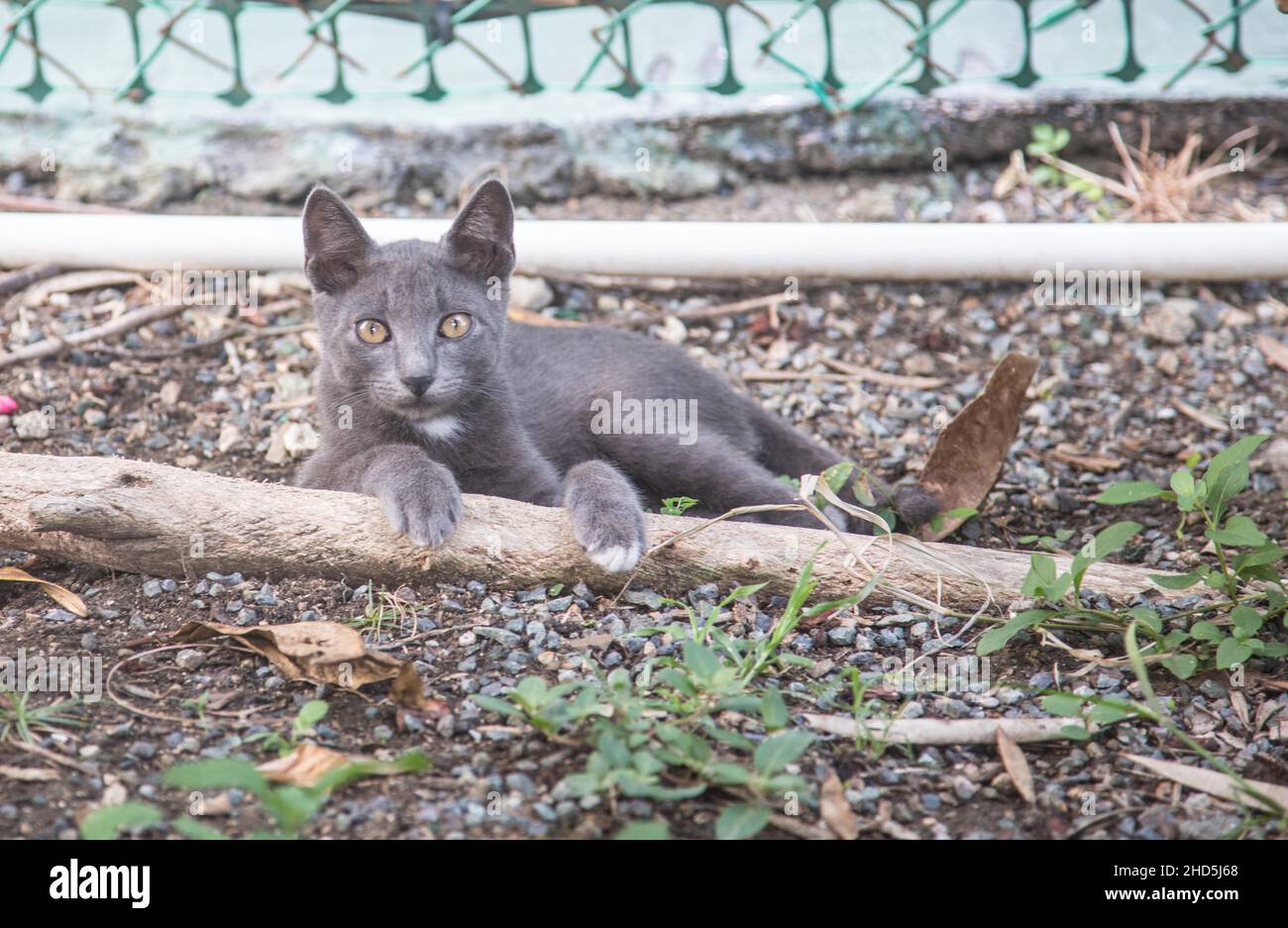 Feral Cat Colony Stock Photo - Alamy