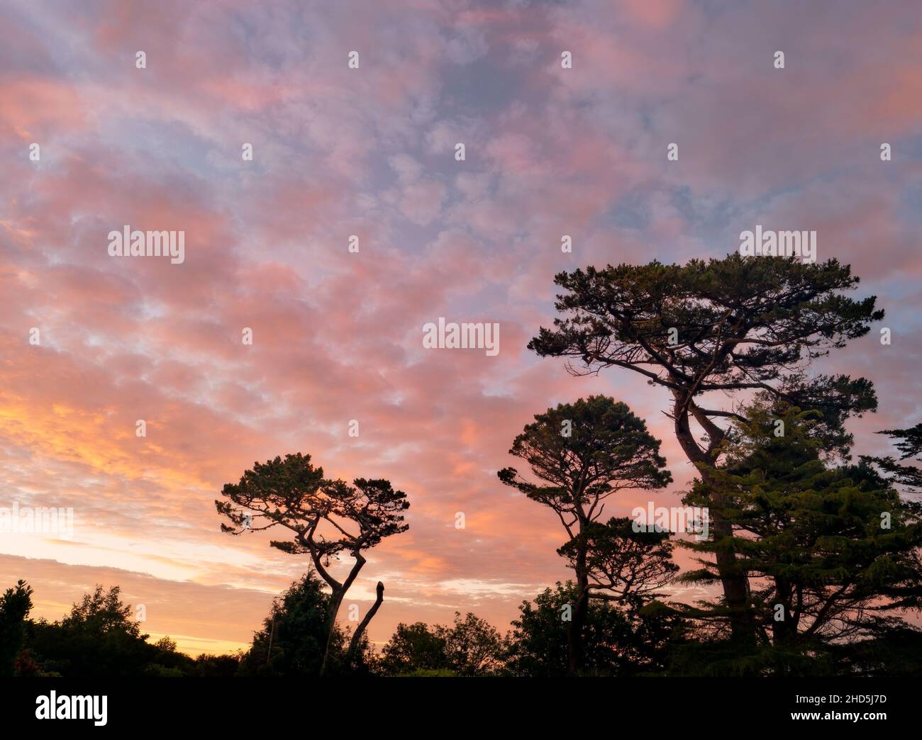 Pine trees at sunset with a colourful background sky. Stock Photo