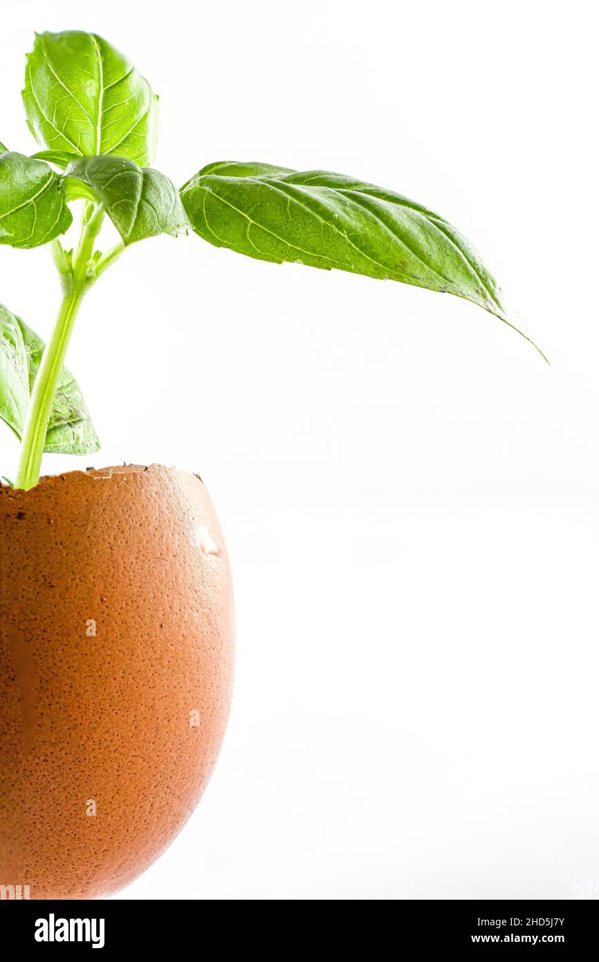 Basil sprout growing on an egg shell. Macro shot, creative concept Stock Photo