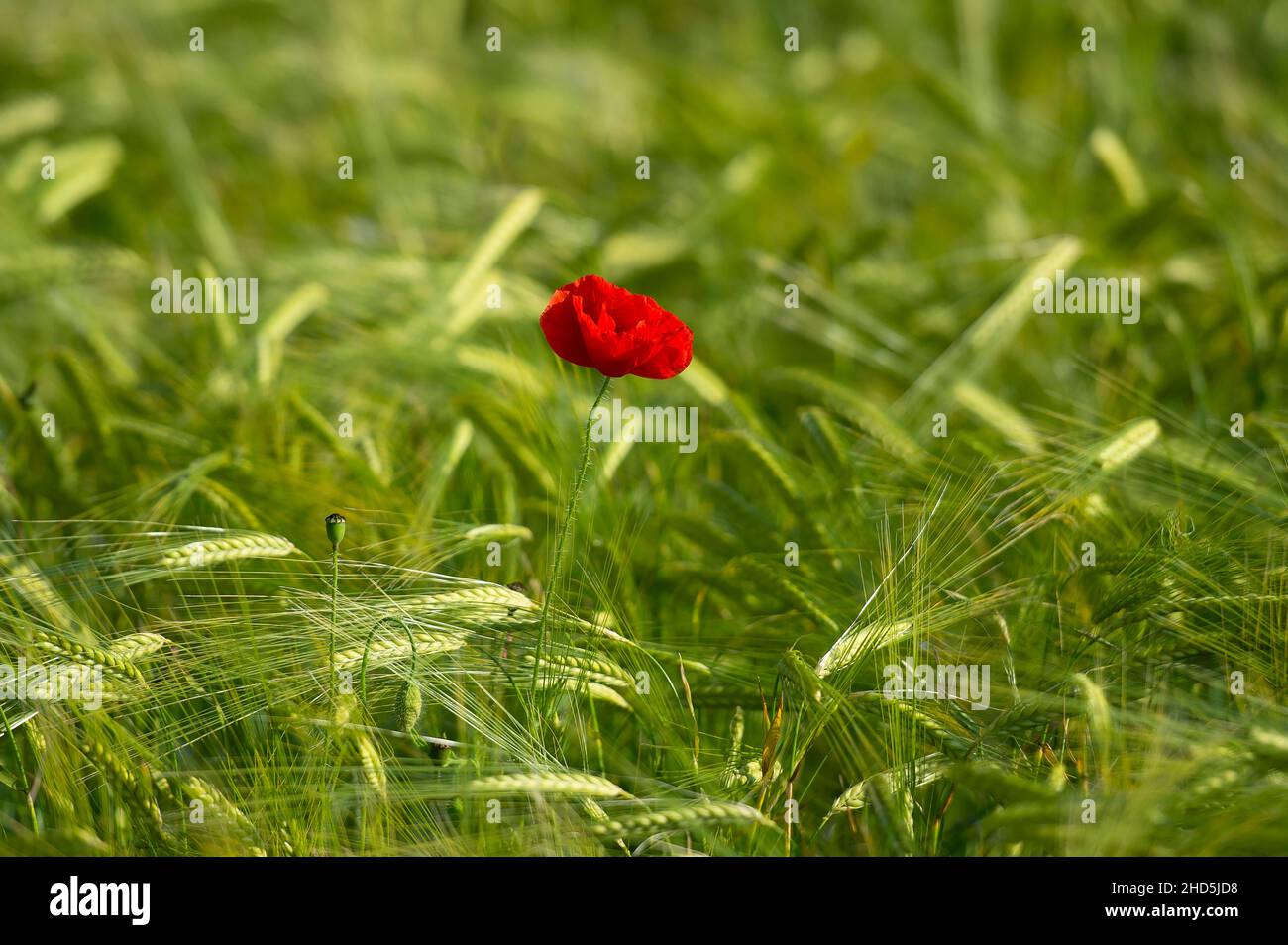 Single Red Poppy in Field of Green Barley. Stock Photo