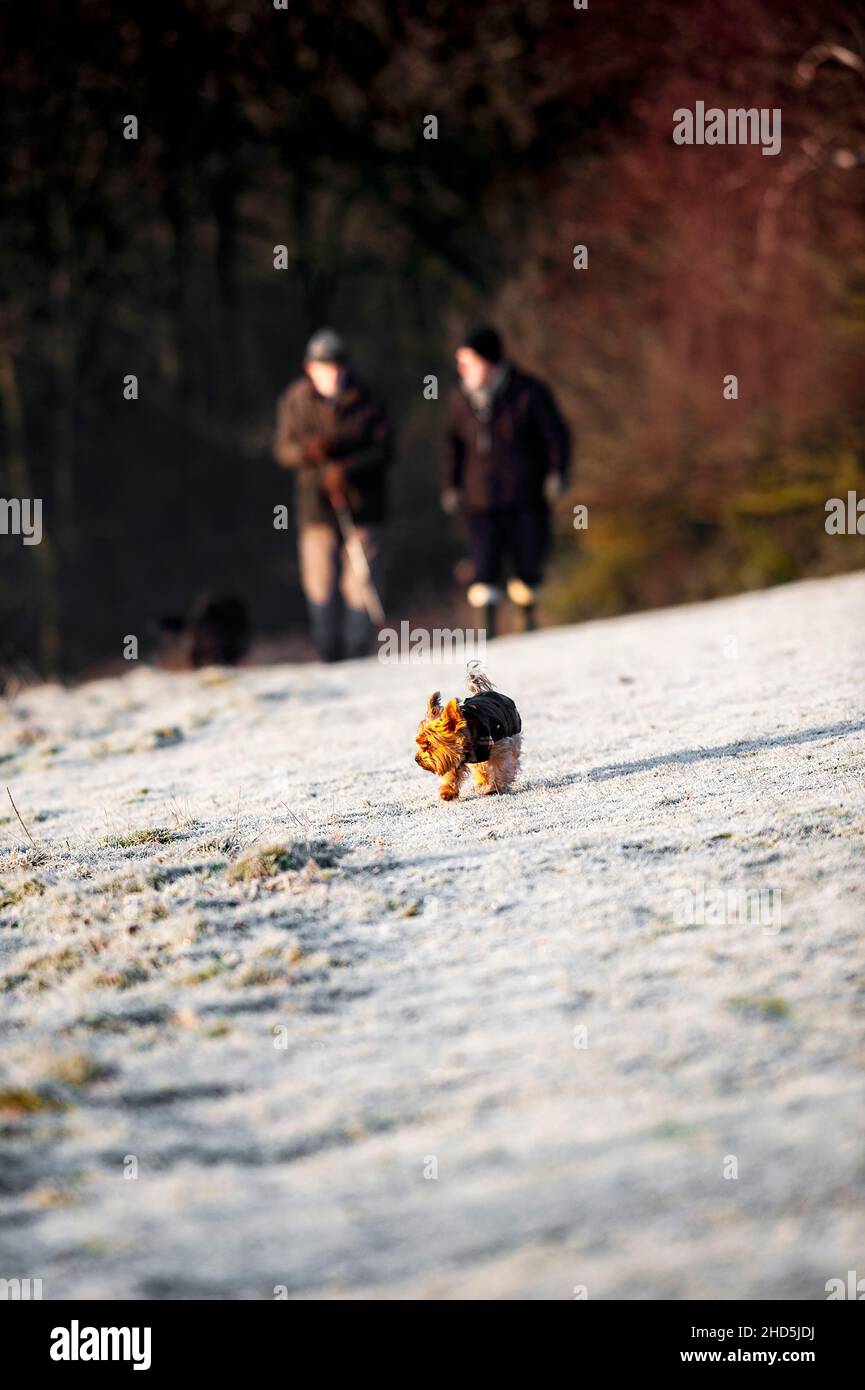 Two elderly men walk their dogs together on a frosty winter morning at