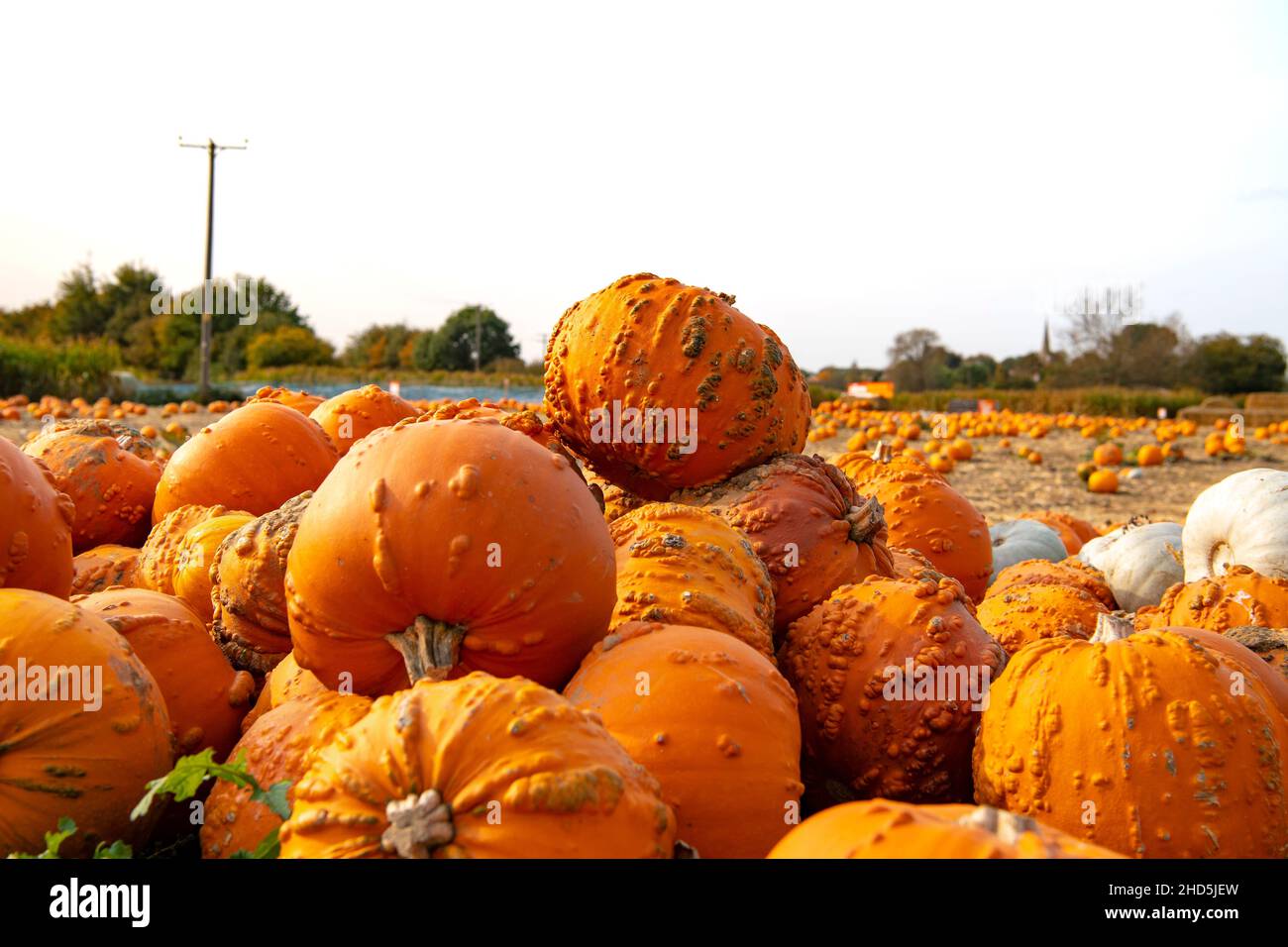 A pile of picked pumpkins on a pumpkin farm Stock Photo - Alamy