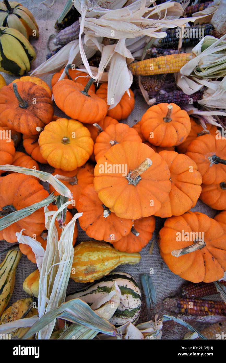 Halloween pumpkin picking and buying for celebrating and display at