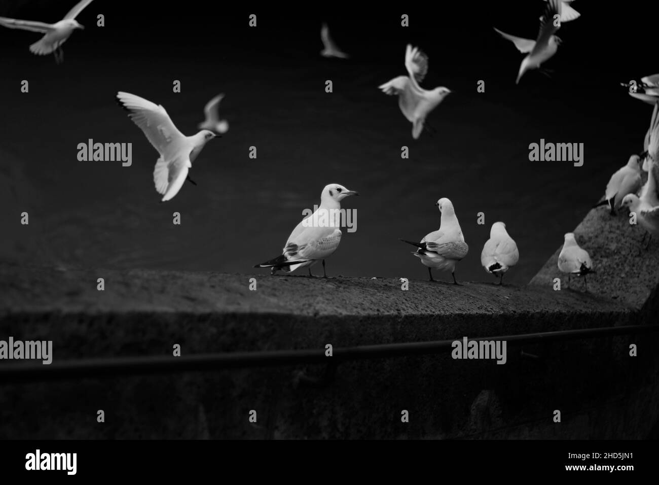 group of black and white pigeons Stock Photo Alamy