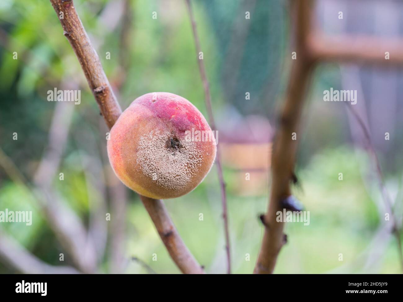 A fruit on a tree affected by the peach fruit rot disease, in the garden. Selective focus Stock Photo