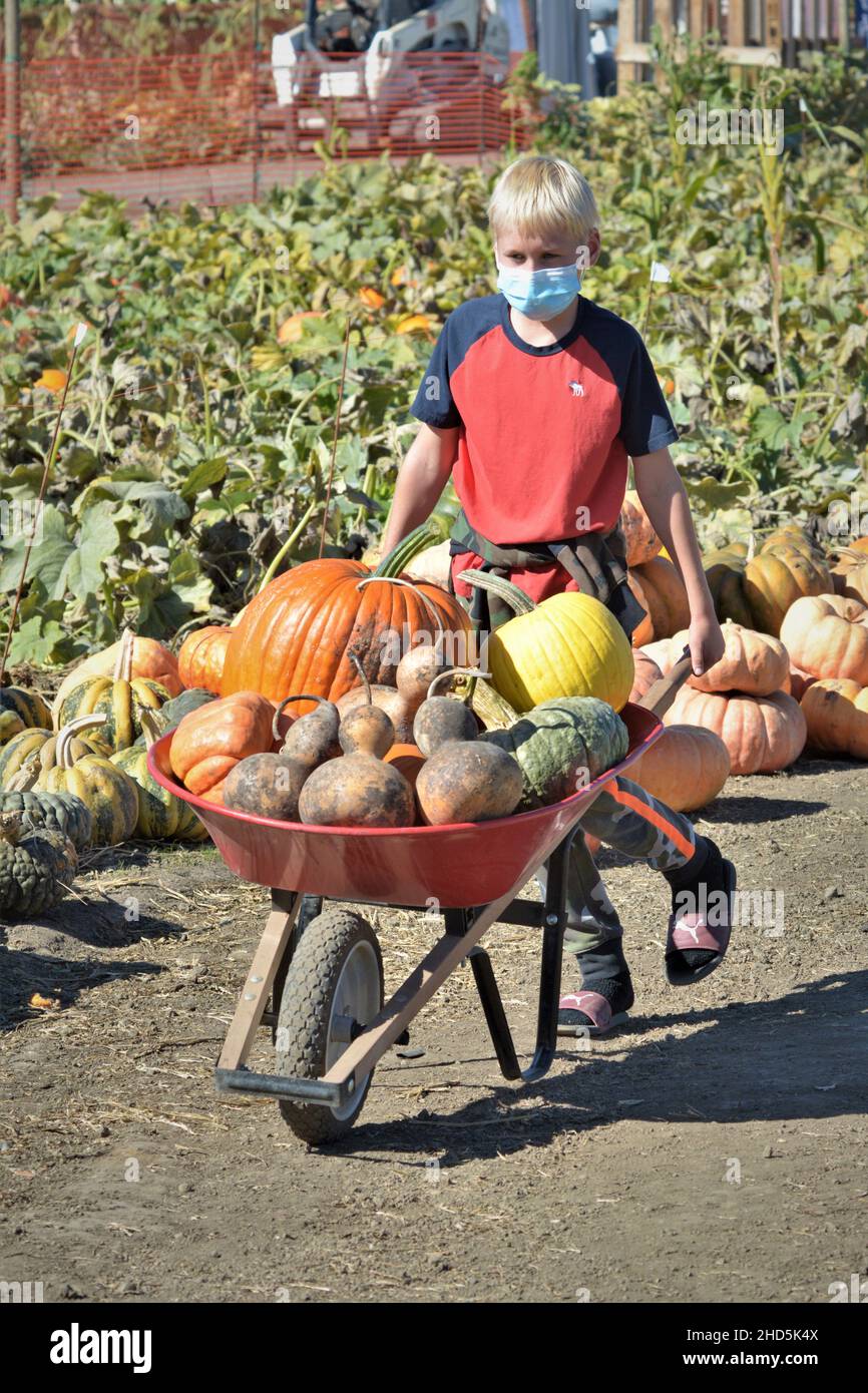 Halloween pumpkin picking and buying for celebrating and display at