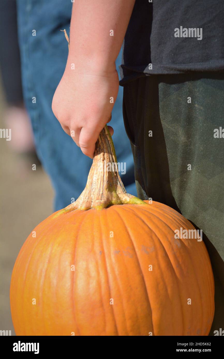 Halloween pumpkin picking and buying for celebrating and display at