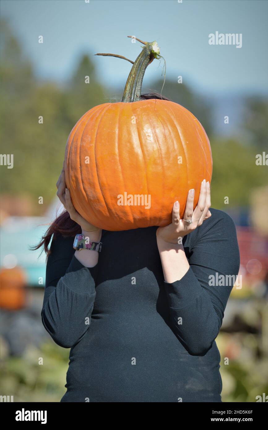 Halloween pumpkin picking and buying for celebrating and display at