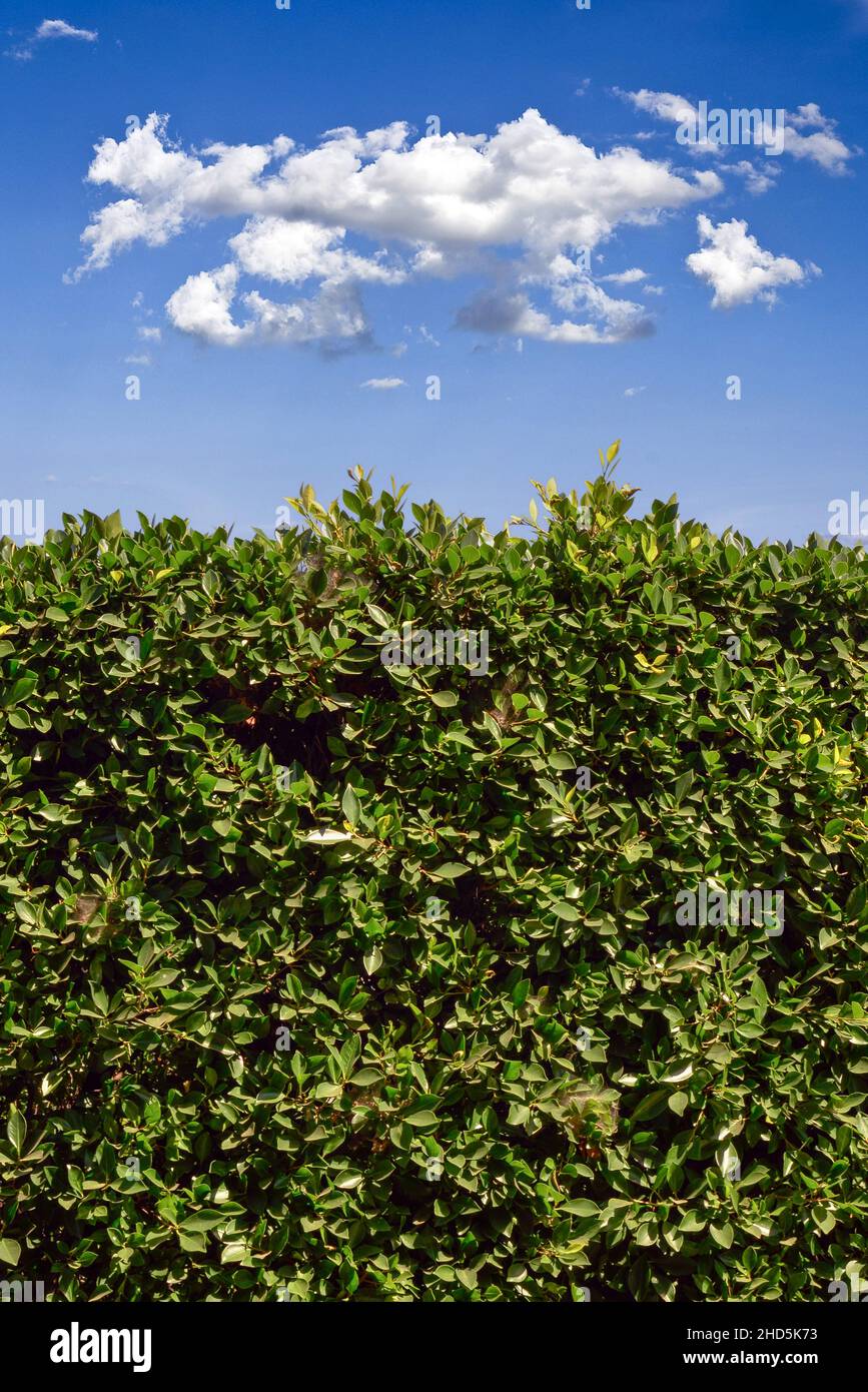A background or wallpaper concept image of a hedge of green Indian laurel plants in vertical format close-up of blue sky with clouds Stock Photo