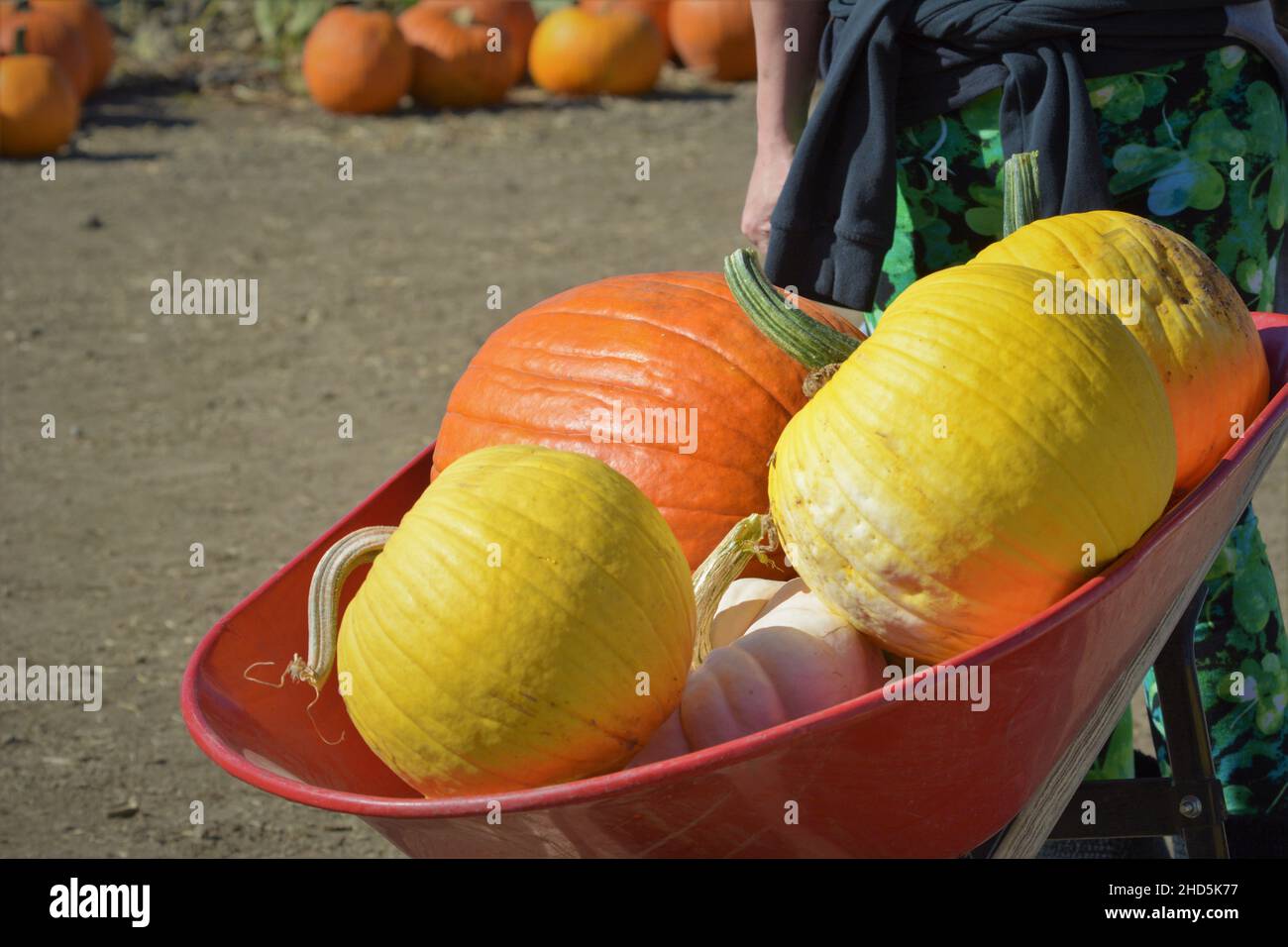 Halloween pumpkin picking and buying for celebrating and display at
