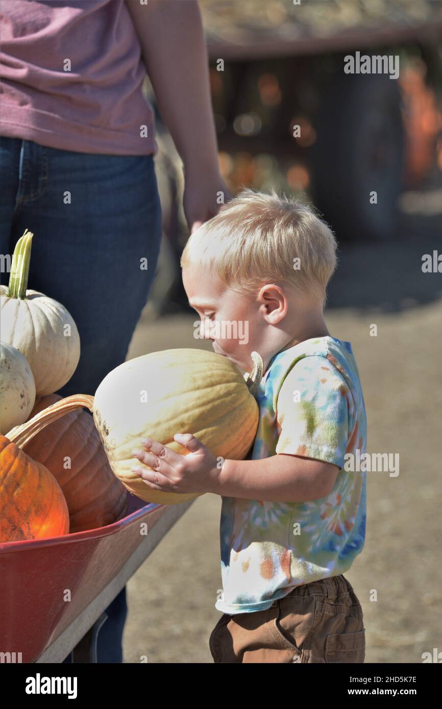 Halloween pumpkin picking and buying for celebrating and display at