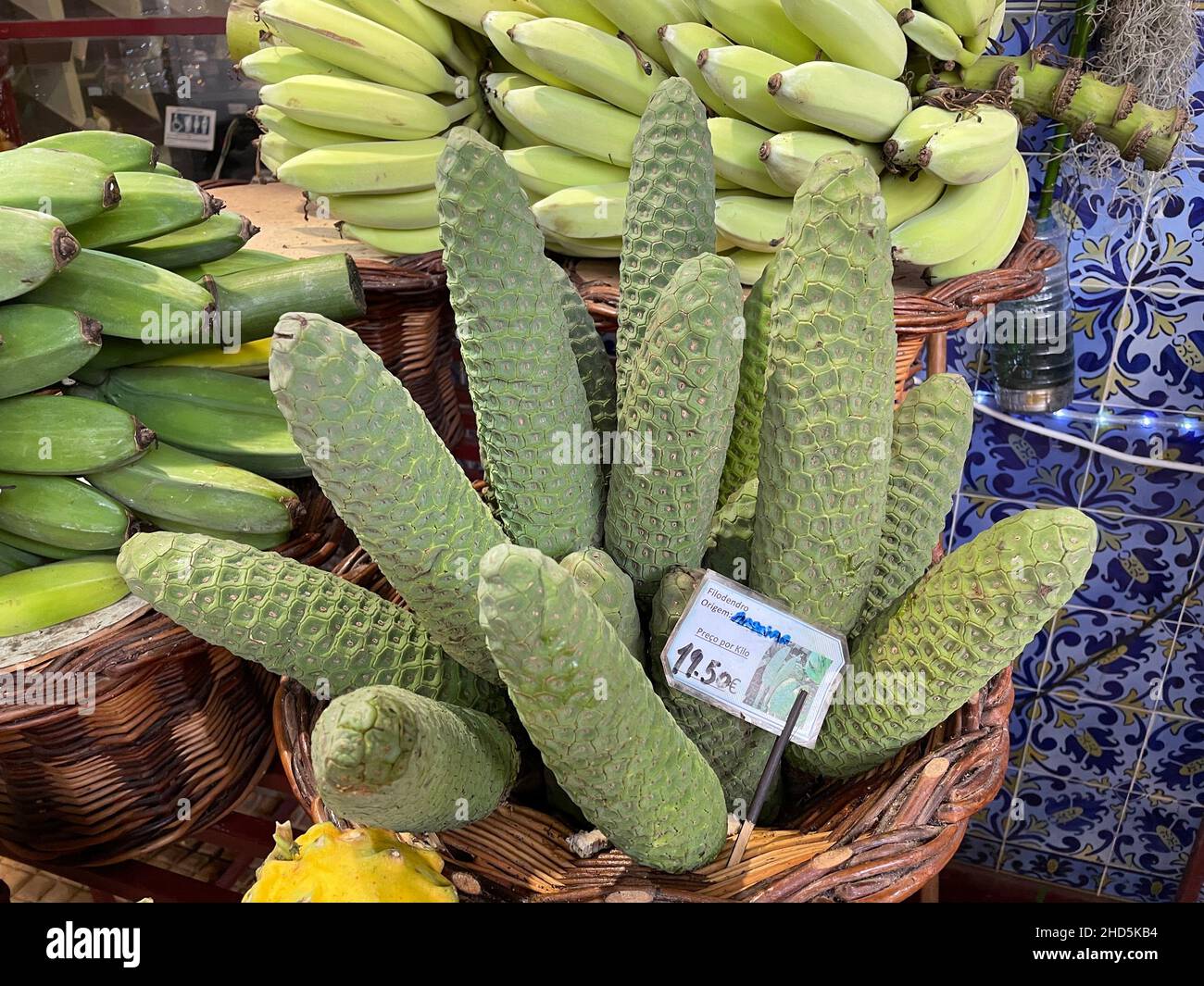echinopsis domino cactus Echinopsis Subdenudatum Dominos main image 1