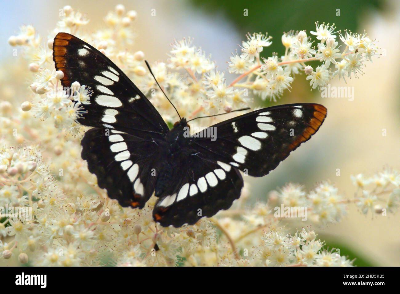 A close-up of a Lorquin's Admiral butterflly (Limenitis lorquini) sitting on a white flower in Victoria, BC, Canada. Stock Photo