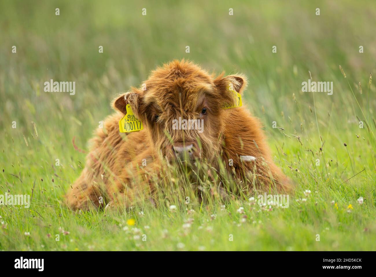 Highland calf in the Scottish Highlands Stock Photo - Alamy