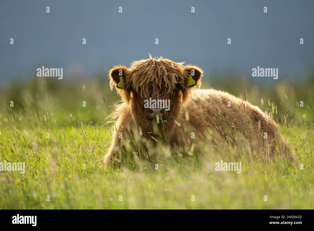 Highland calf in the Scottish Highlands Stock Photo - Alamy