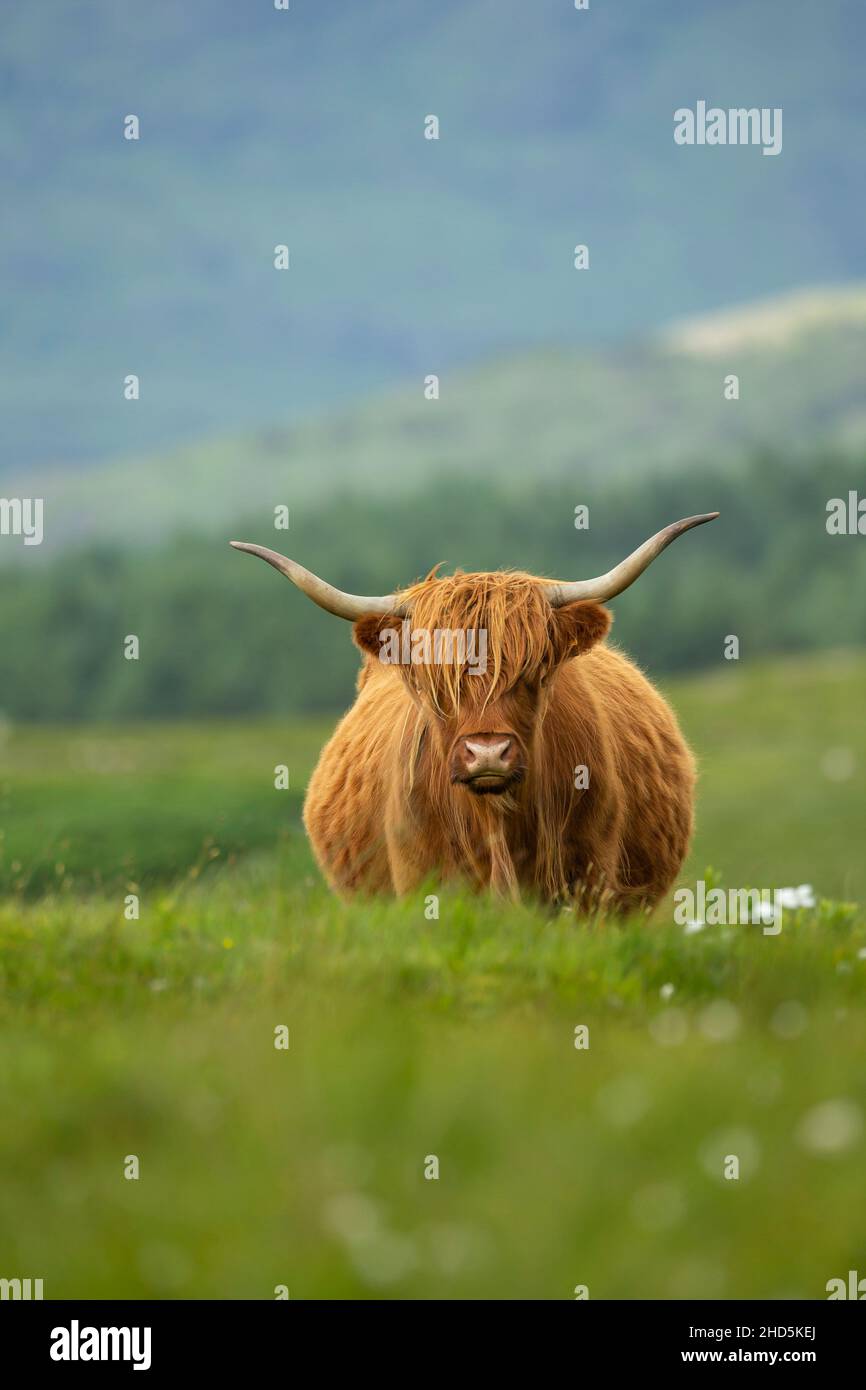 Highland cow in the Scottish Highlands Stock Photo - Alamy