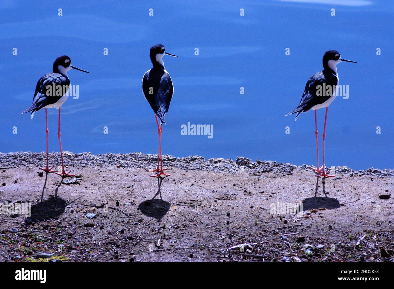 Three black necked stilts standing by pond. Stock Photo