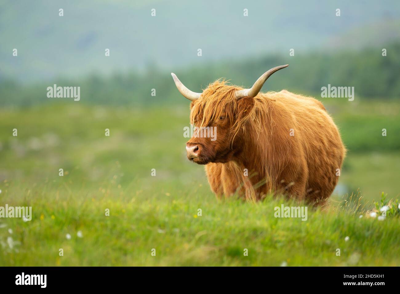 Highland cow in the Scottish Highlands Stock Photo - Alamy