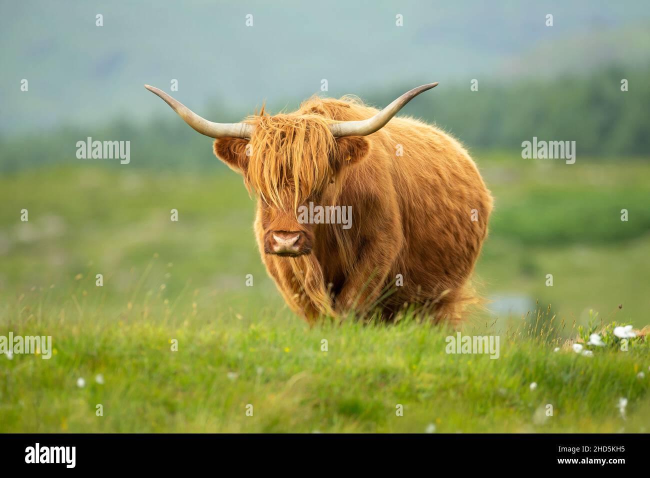 Highland cow in the Scottish Highlands Stock Photo - Alamy