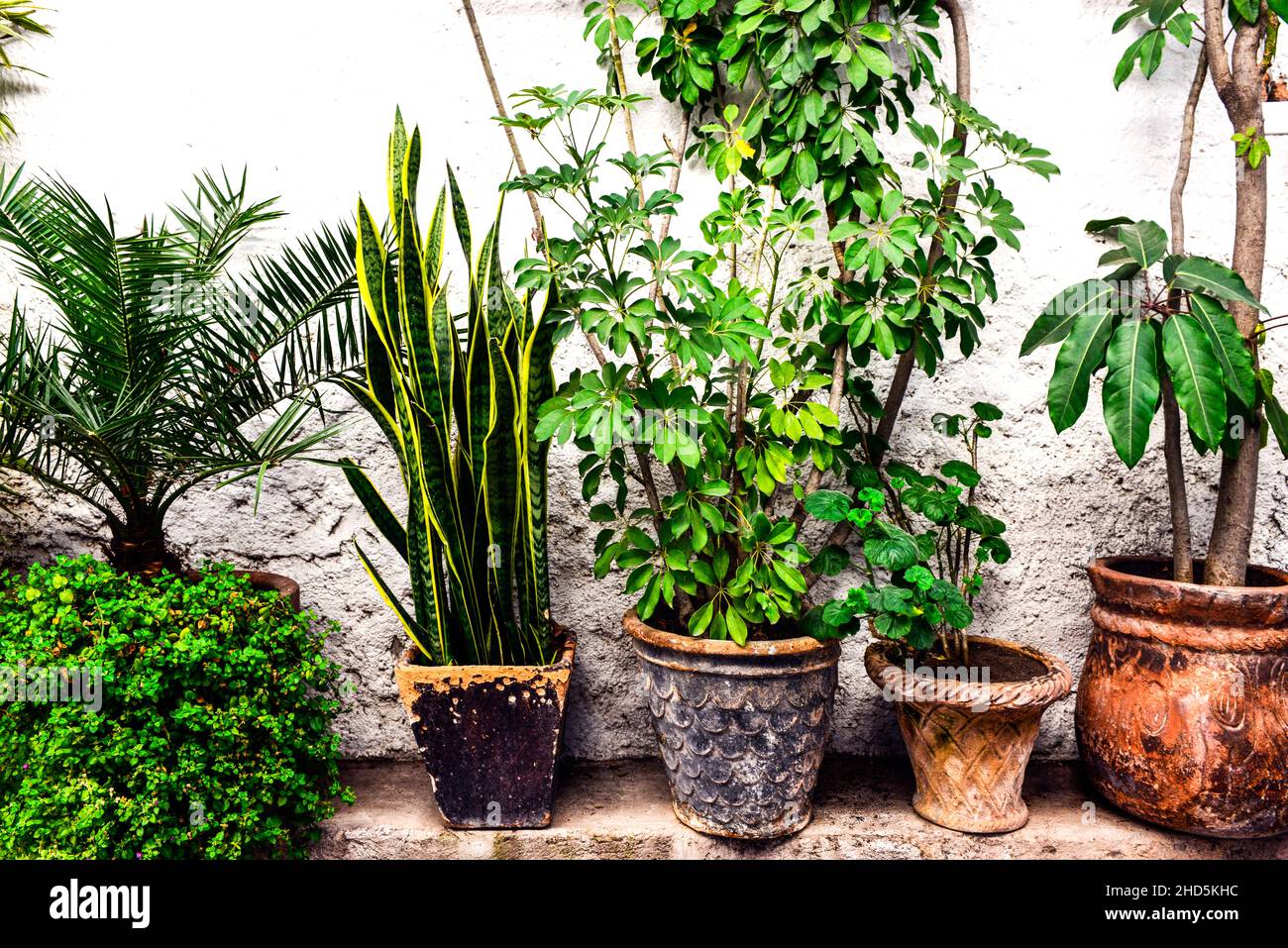 Assorted healthy green plants living in rustic pots outside on patio in colonial area of San Miguel de Allende, Mexico Stock Photo
