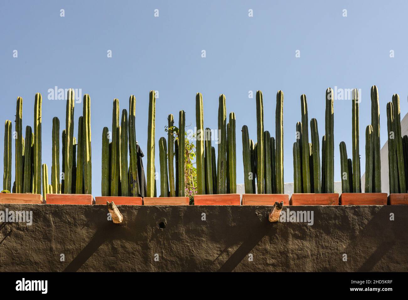 A strong horizontal view of a Mexican rooftop garden lined with potted Mexican Fencepost Cacti in a beautiful display against a blue sky in San Miguel Stock Photo