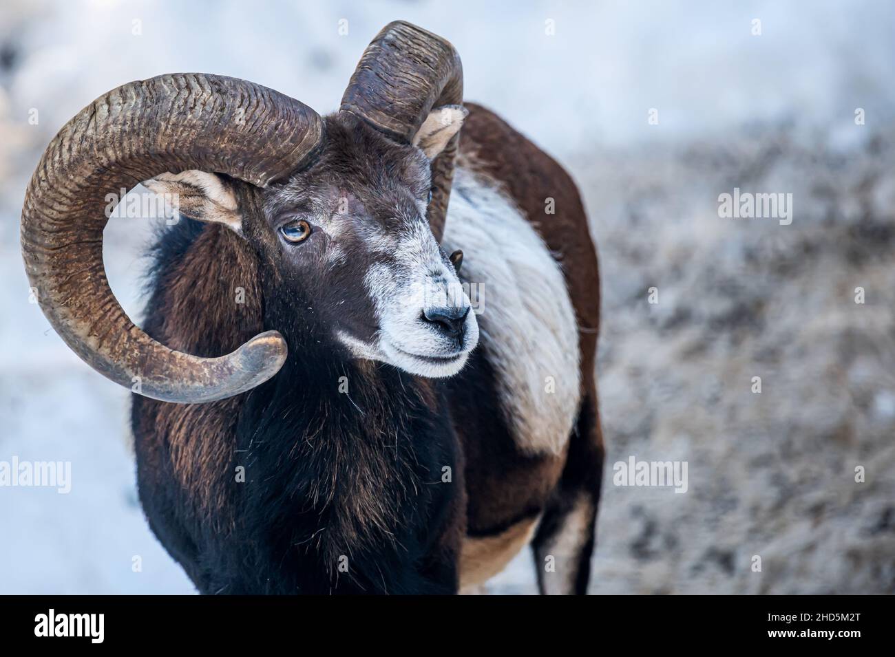 Portrait of a sheep. European mouflon of Corsica. One male Ovis aries musimon. Stock Photo