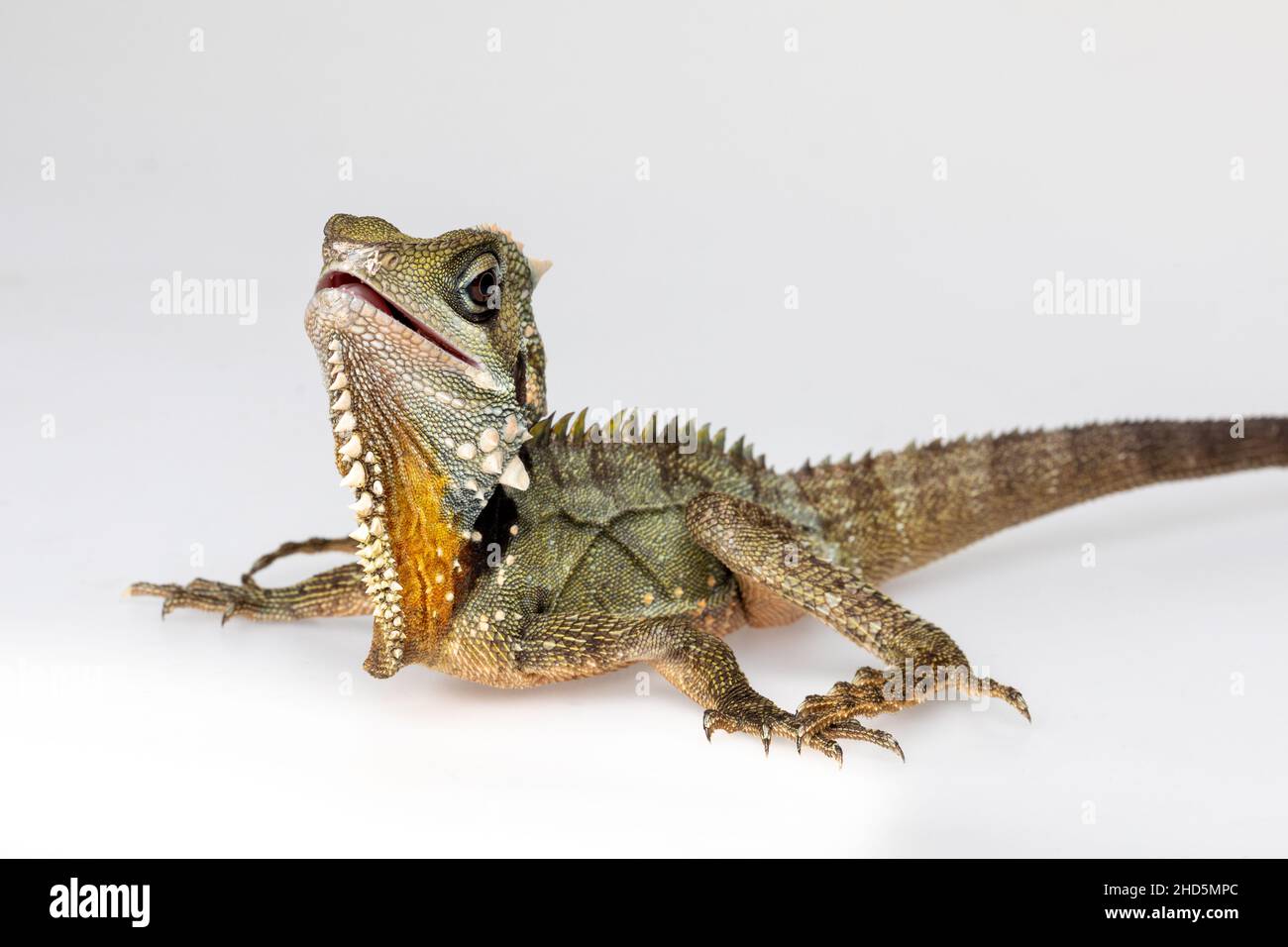 Boyds Forest Dragon Stock Photo