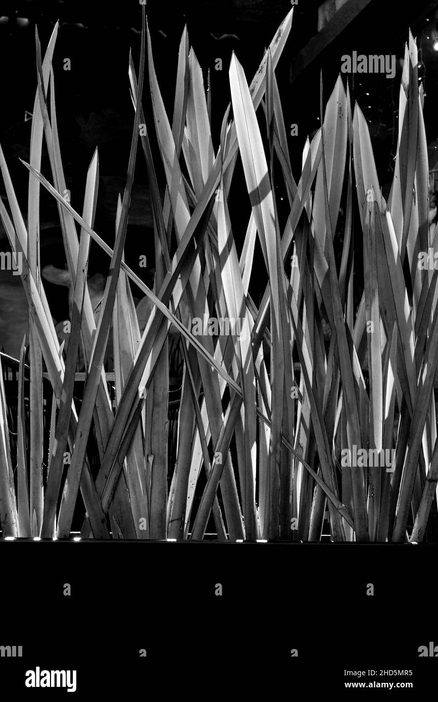 A delicate long and slender spear from a bulb like plant in a modern black planter with long lines in San Miguel de Allende, MX, in black and white Stock Photo