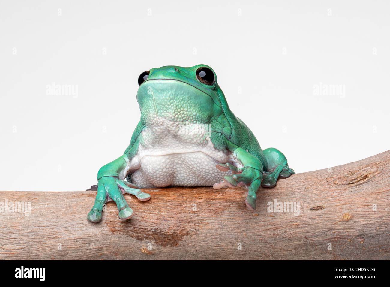 Australian Green Tree Frog on white background Stock Photo - Alamy