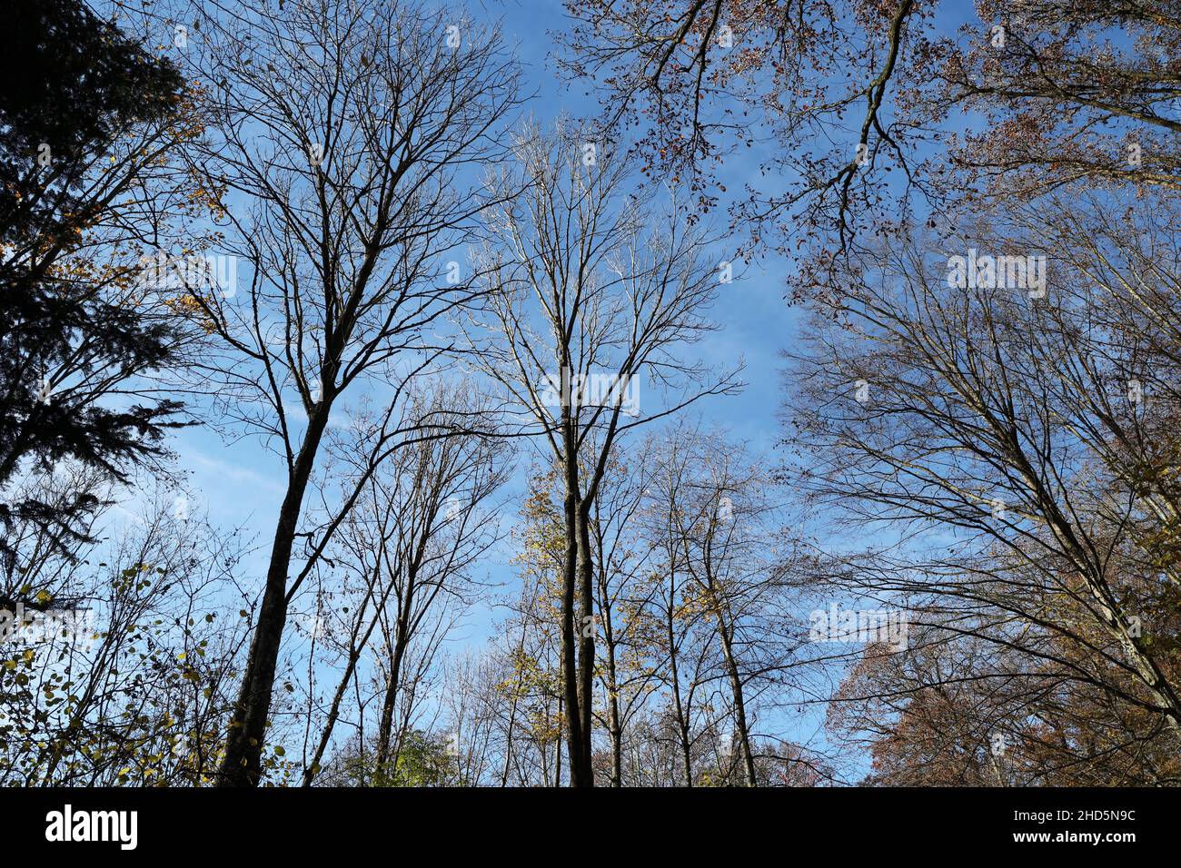Tops of tall trees against the blue sky Stock Photo - Alamy