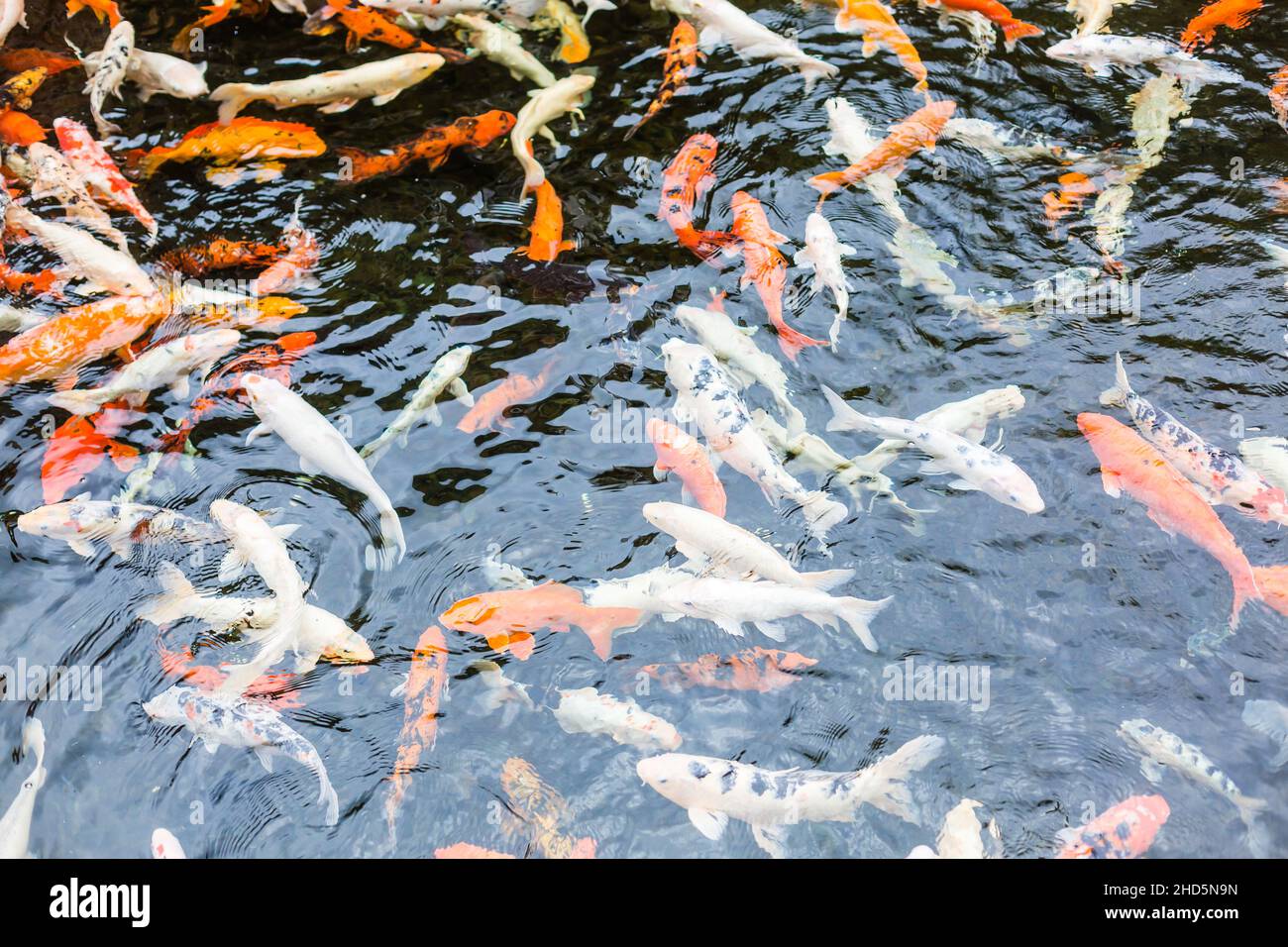Koi fish with water ripple, orange and white fish in the pond Stock