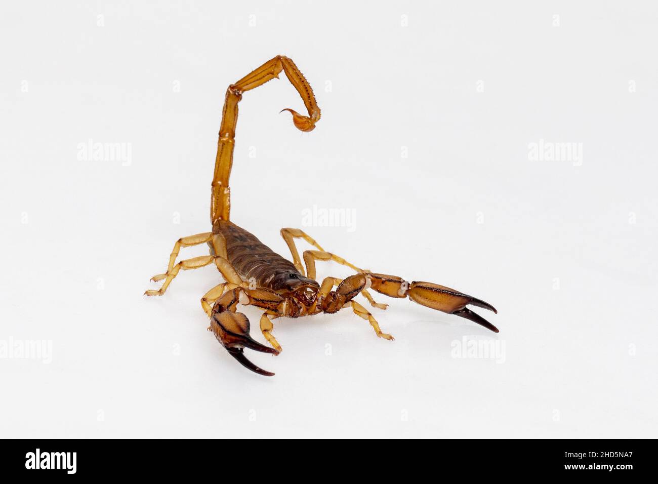Flinders Range Scorpion on white background Stock Photo Alamy
