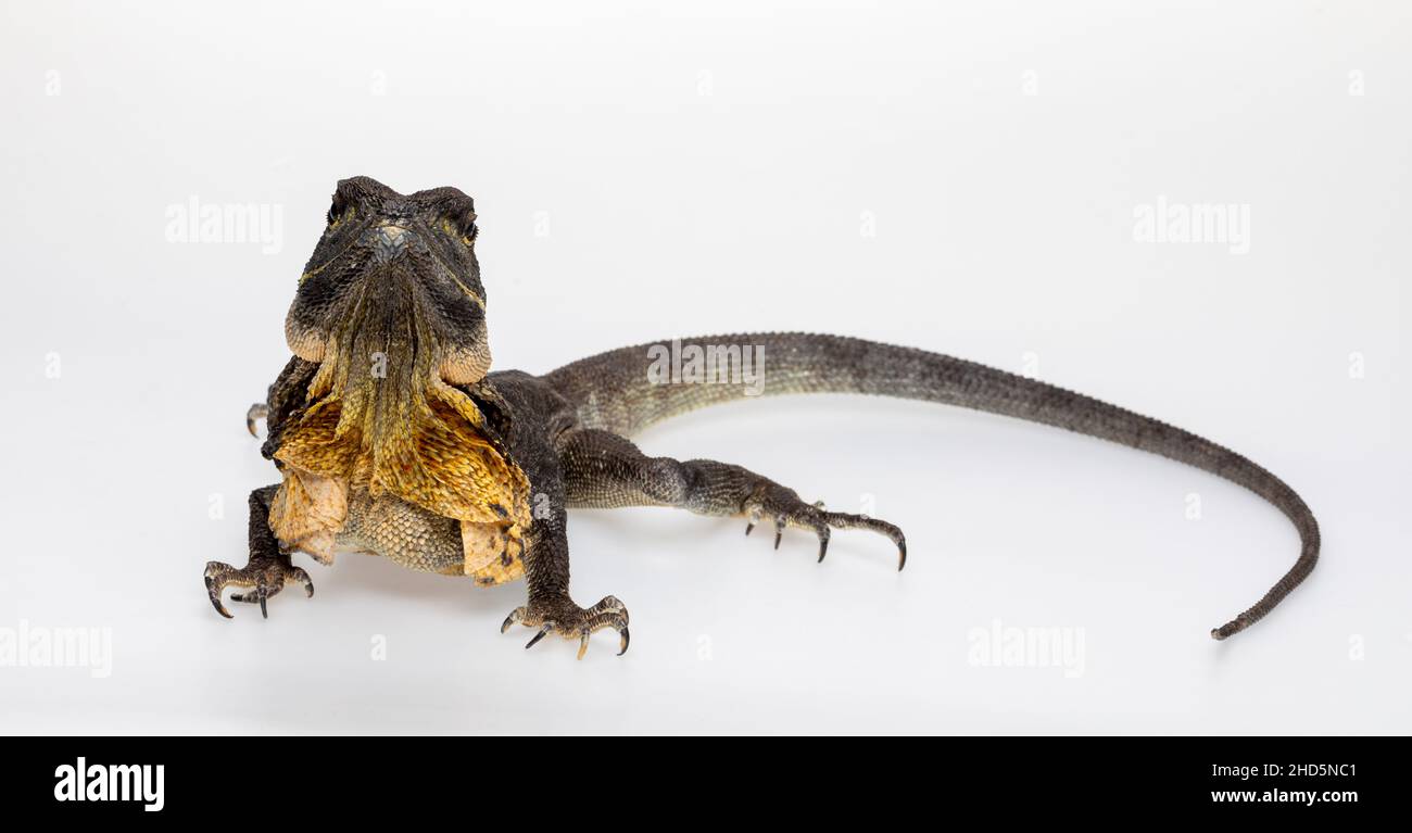 Frilled-Neck Lizard on white background Stock Photo