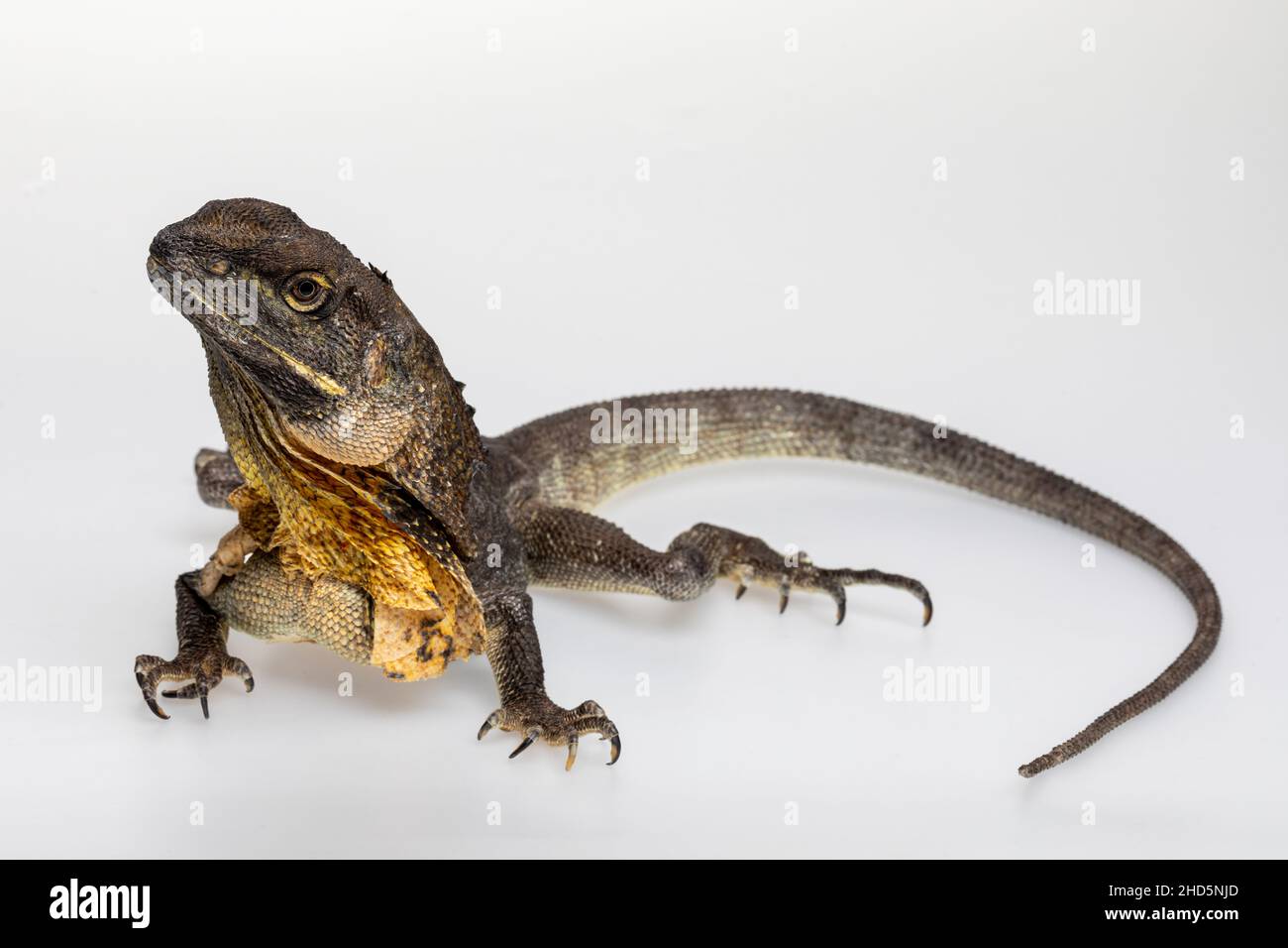 Frilled-Neck Lizard on white background Stock Photo
