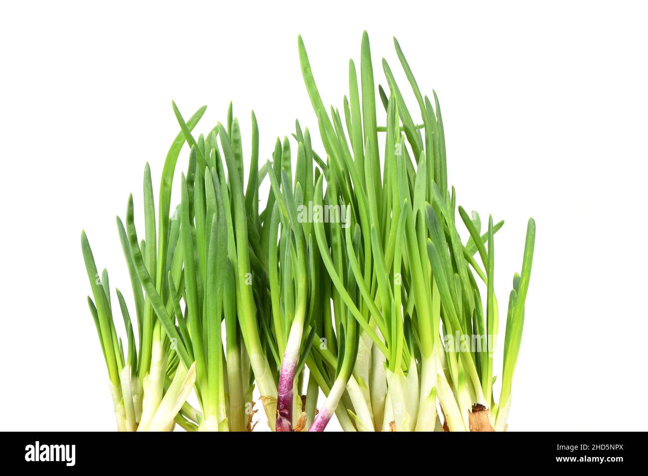 Leaf of Green Onion, Spring Onion, Scallion. High resolution photo