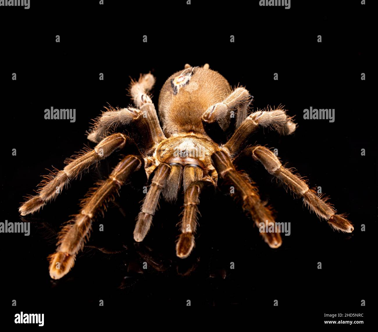 Goliath Birdeater Spider on black background Stock Photo