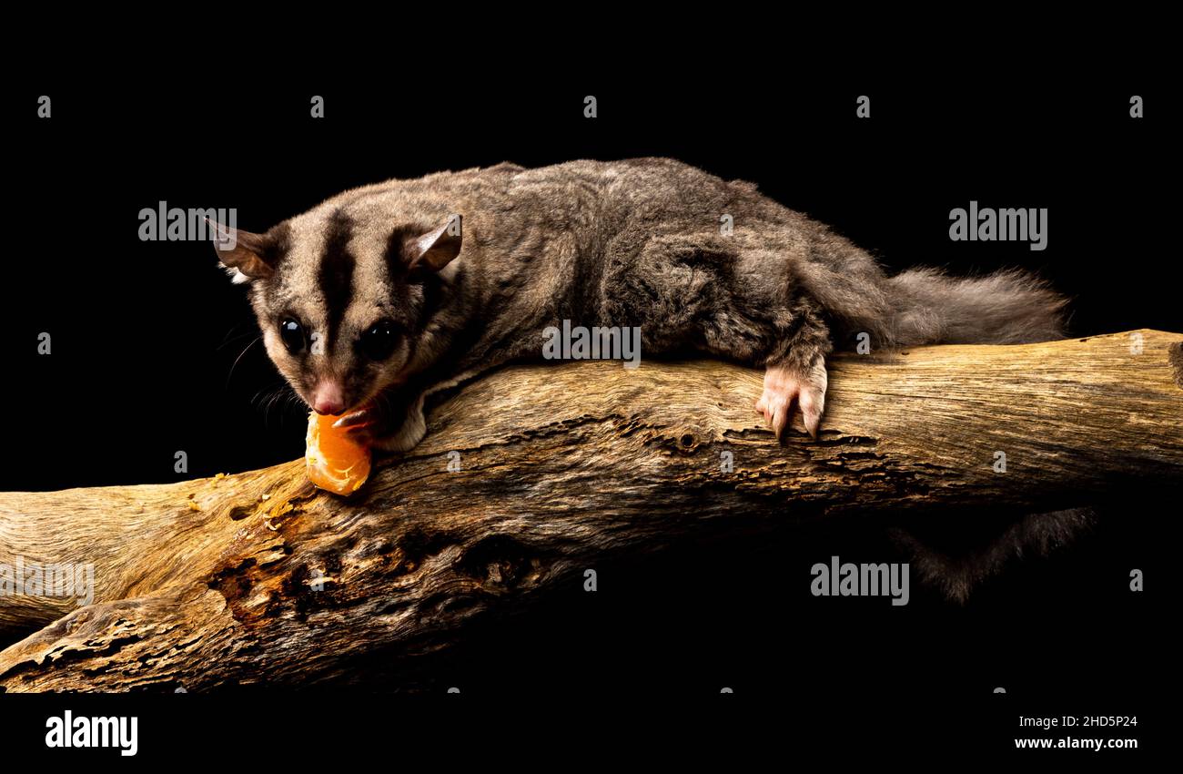 Sugar Glider, Australian Stock Photo Alamy