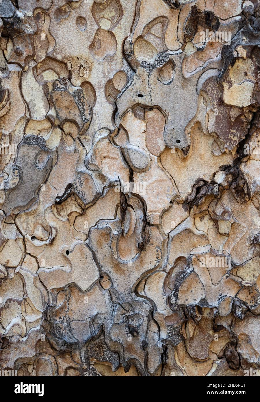 Puzzle shapes in Ponderosa Pine bark close up Stock Photo