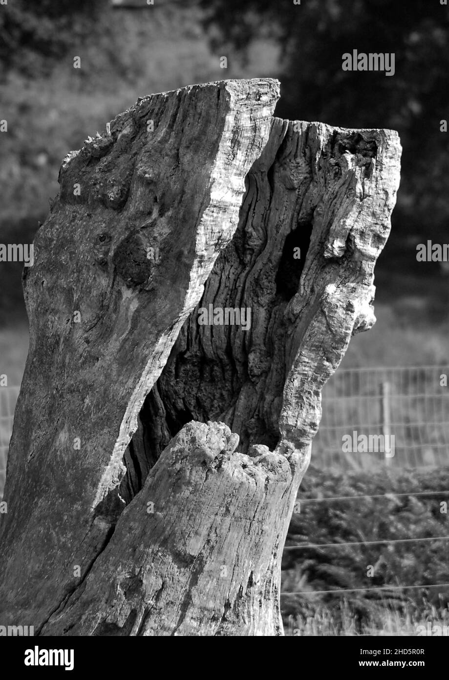 A black and white image of a rotting hollow tree stump Stock Photo Alamy