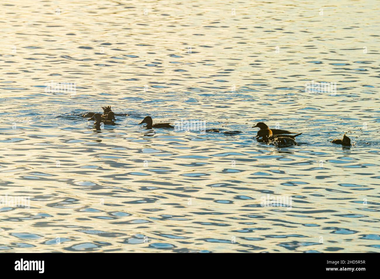 Hooded Merganser ducks on water at sunset  at Merritt Island National Wildlife Refuge, Florida Stock Photo