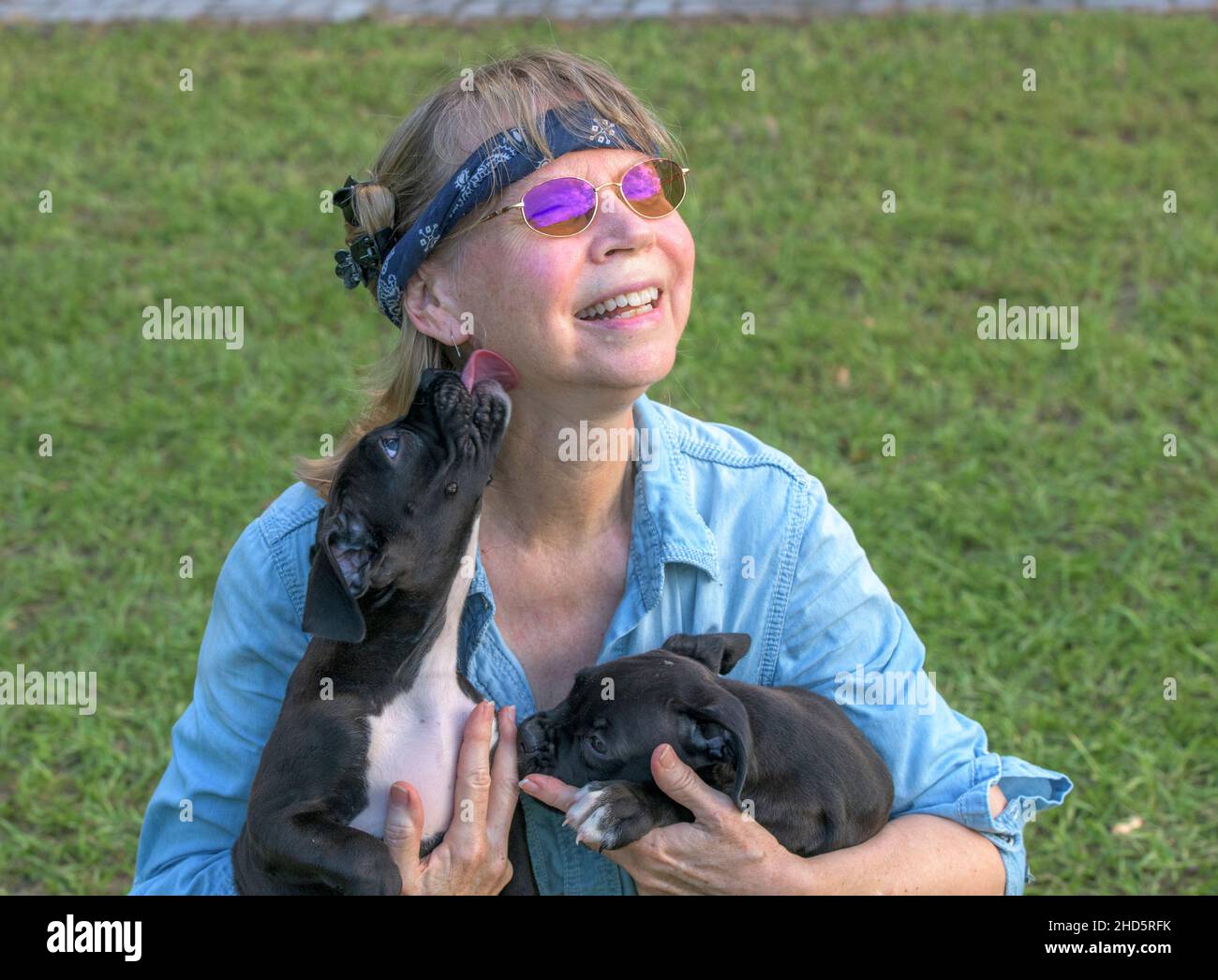 Mature woman is licked while holding Boxer puppy dogs Stock Photo