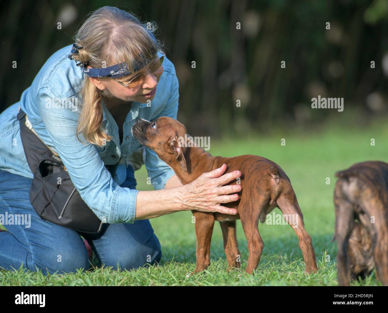 Mature woman pets Boxer puppy dog Stock Photo