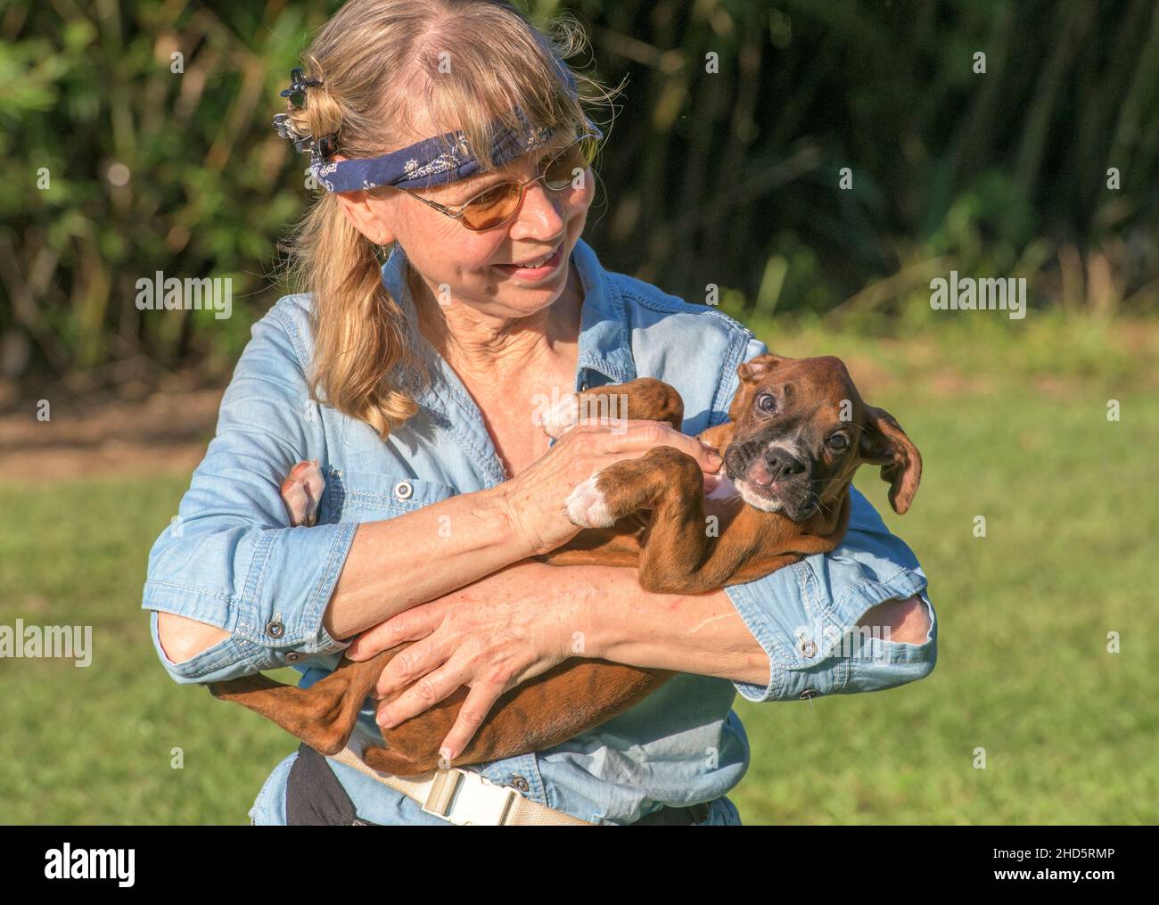 Mature woman caresses Boxer puppy dog Stock Photo