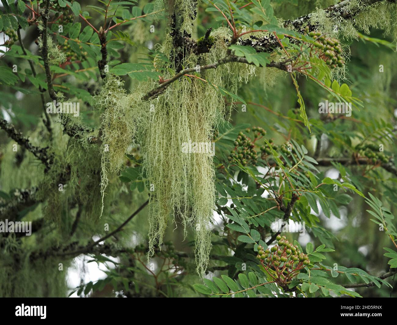 Bearded Lichen /Old man's beard /Witches Beard Lichen ( ? Usnea Hirta?) growing on branches of Rowan Tree (Sorbus aucuparia) in Perthshire,Scotland,UK Stock Photo