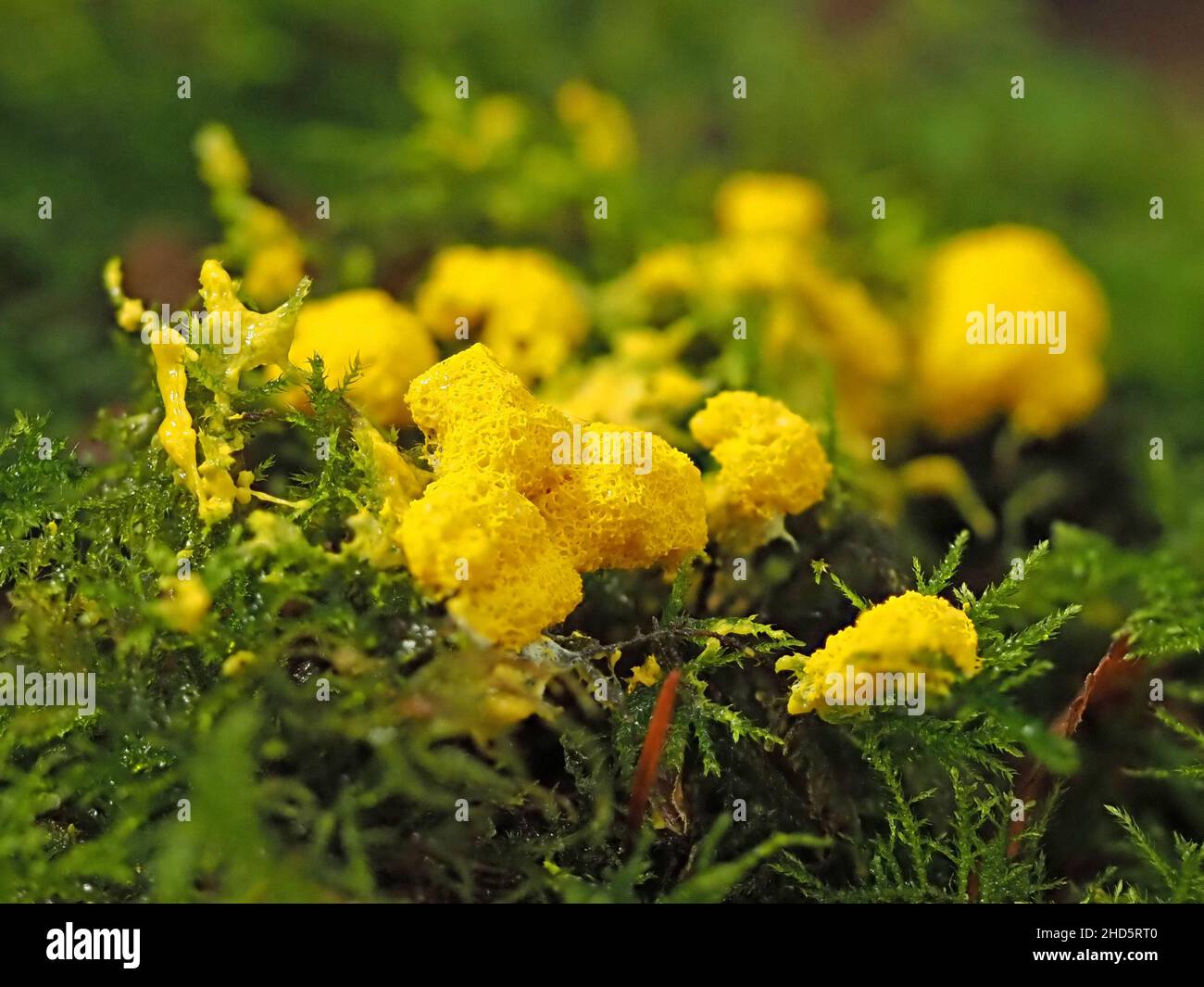 Yellow Slime Mould Fungus (Fuligo septica) aka Dog Vomit Slime Mould or scrambled Egg Slime growing on moss on forest floor in Perthshire,Scotland,UK Stock Photo