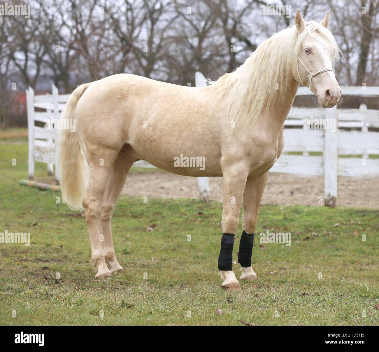 Portrait close up of a beautiful cremello stallion in against white colored wooden corral outdoors Stock Photo